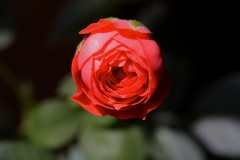 rosellina.jpg
